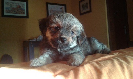 AQUI ESTA EL DIA QUE LE ADOPTE DE LA PERRERA CON DOS MESES. EL DIA 20 DE JUNIO CUMPLIRA UN MES EN CASA.